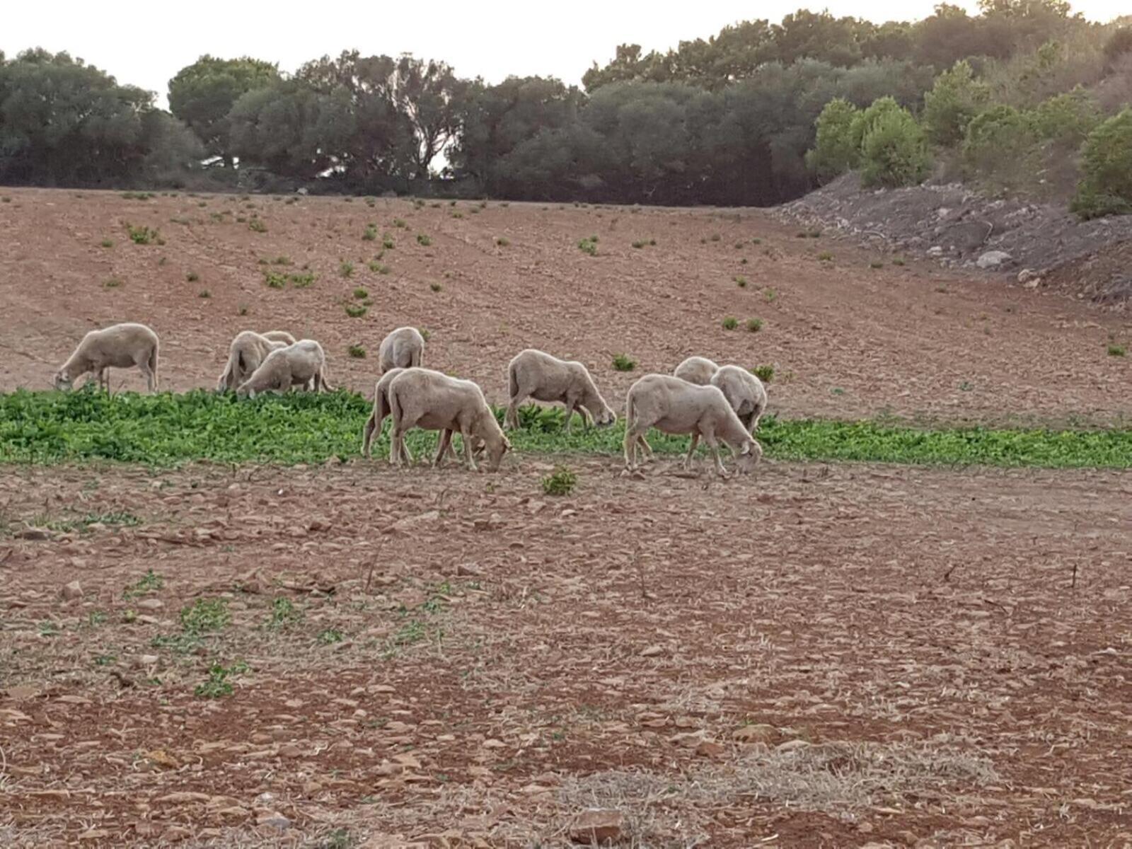 Agroturismo Santa Mariana アライオル エクステリア 写真