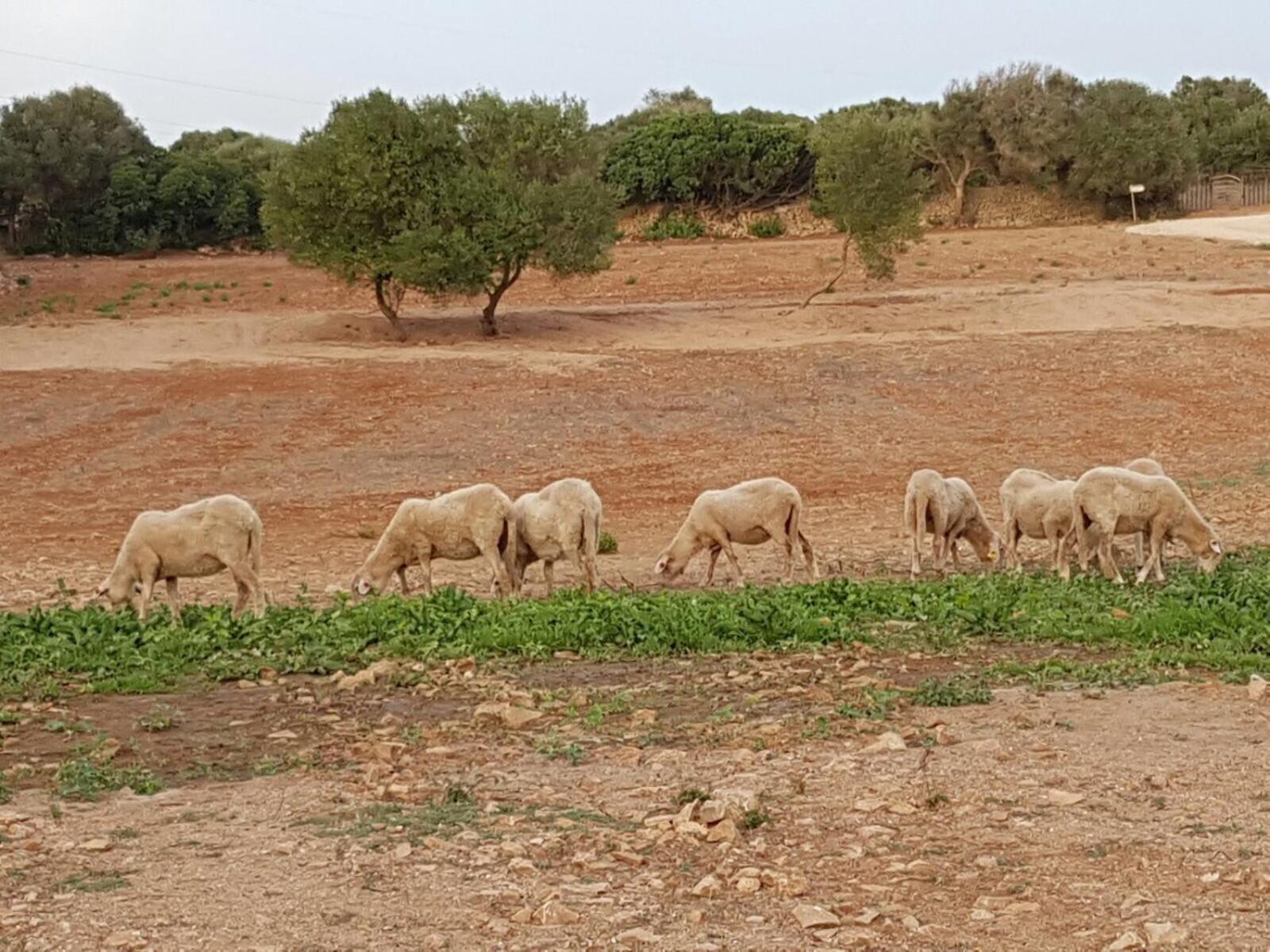 Agroturismo Santa Mariana アライオル エクステリア 写真