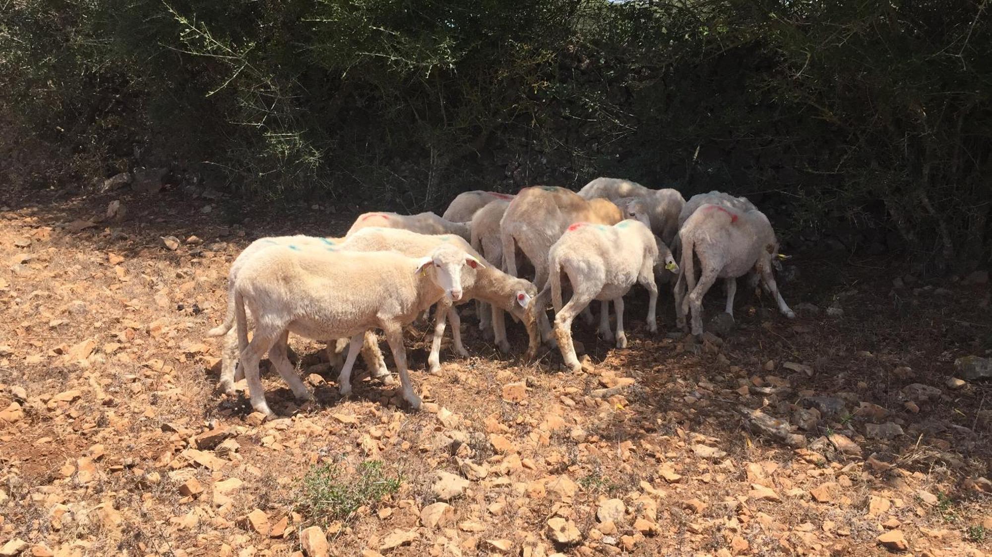 Agroturismo Santa Mariana アライオル エクステリア 写真